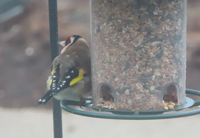 Aussschnitt aus dem Original-Foto. | Foto: M. A.