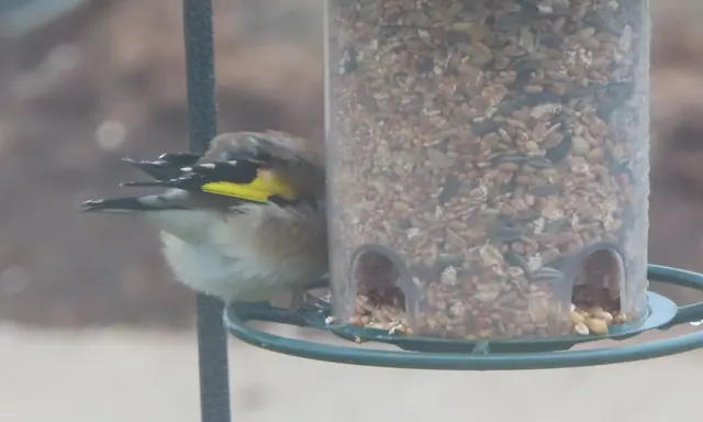 Aussschnitt aus dem Original-Foto. | Foto: M. A.