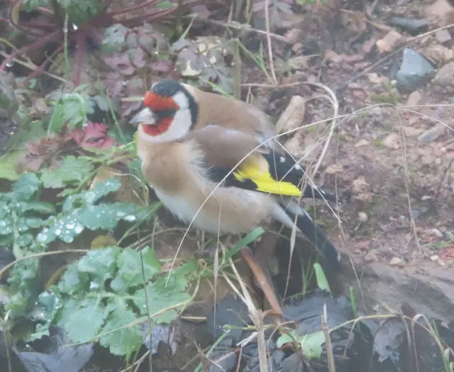 Aussschnitt aus dem Original-Foto. | Foto: M. A.