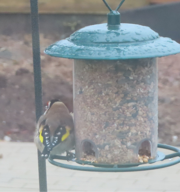 Aussschnitt aus Bild 9 | Foto: M. A.