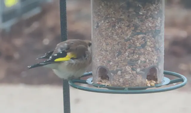 Aussschnitt aus dem Original-Foto. | Foto: M. A.