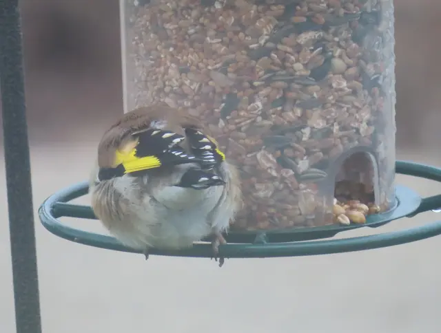 Aussschnitt aus dem Original-Foto. | Foto: M. A.