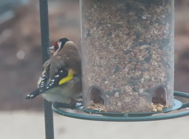 Aussschnitt aus dem Original-Foto. | Foto: M. A.