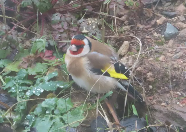 Aussschnitt aus dem Original-Foto. | Foto: M. A.