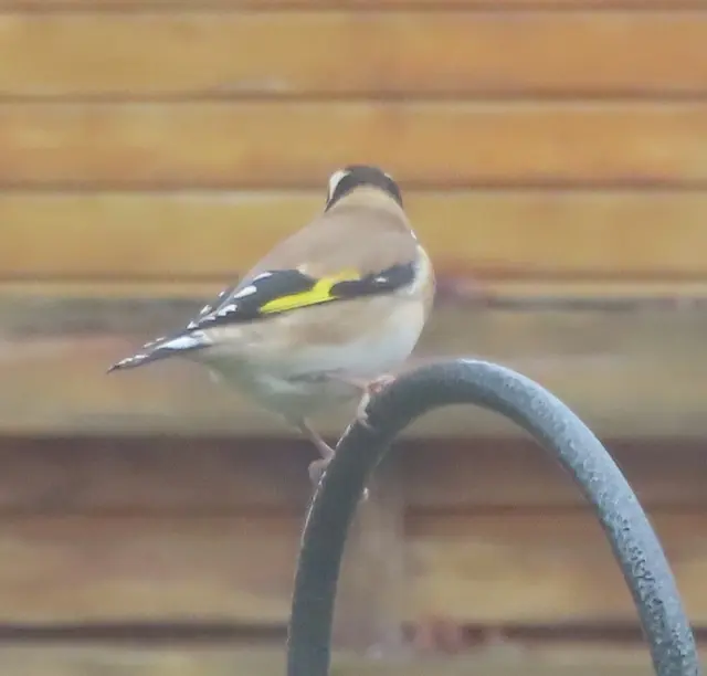 Aussschnitt aus Bild 9. | Foto: M. A.