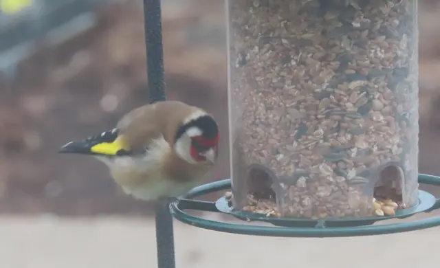 Aussschnitt aus dem Original-Foto. | Foto: M. A.