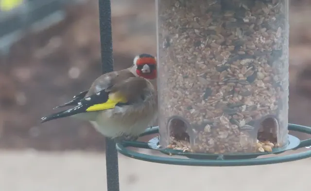 Aussschnitt aus dem Original-Foto. | Foto: M. A.