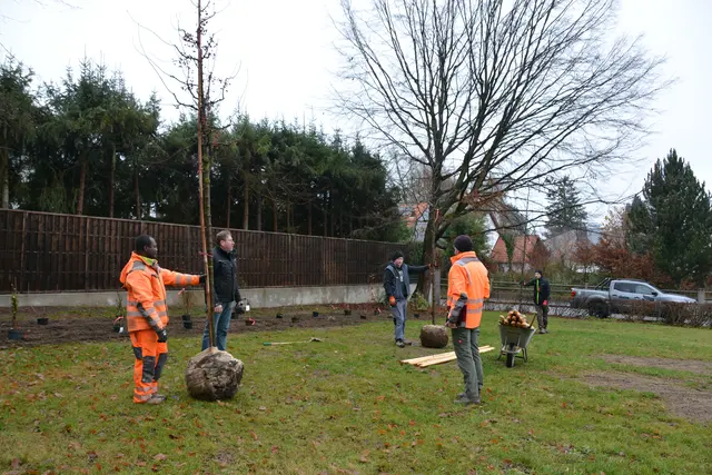 Mitarbeiter des Bauhofs Neusäß pflanzen Bäume in Westheim. | Foto: Isabella Eichner