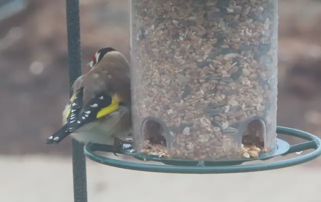 Aussschnitt aus dem Original-Foto. | Foto: M. A.