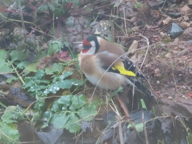 Aussschnitt aus dem Original-Foto. | Foto: M. A.