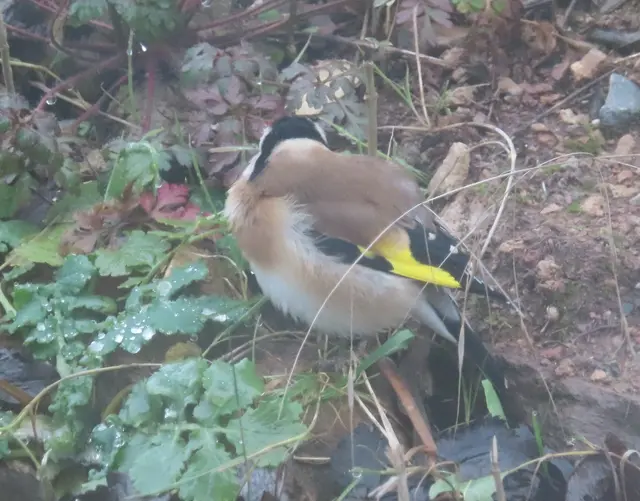 Aussschnitt aus dem Original-Foto. | Foto: M. A.