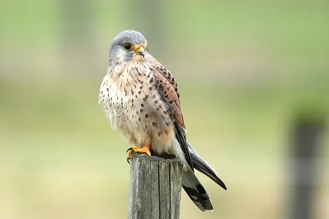 Foto: Copyright Andreas Schäfer