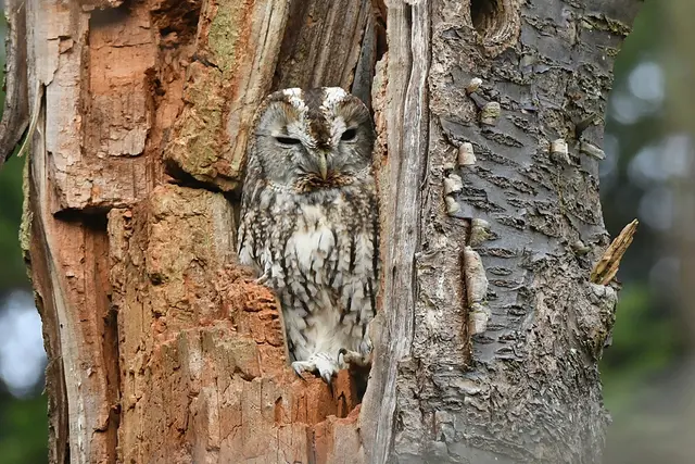 Foto: Copyright Andreas Schäfer