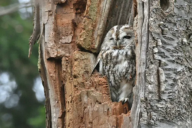 Foto: Copyright Andreas Schäfer