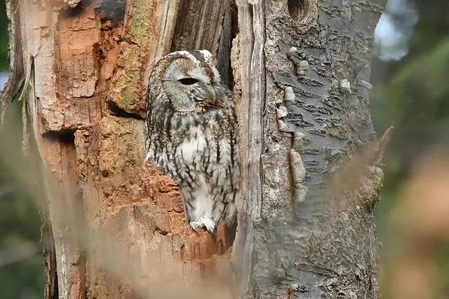 Foto: Copyright Andreas Schäfer