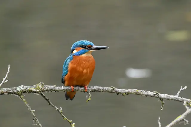 Foto: Copyright Andreas Schäfer