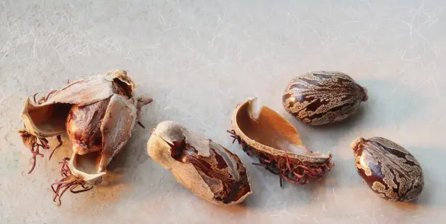 Die Samen entwickeln sich in einer kugelförmigen, stacheligen Kapsel.