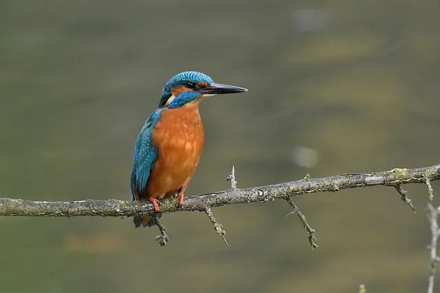 Foto: Copyright Andreas Schäfer