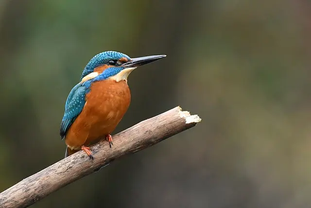 Foto: Copyright Andreas Schäfer