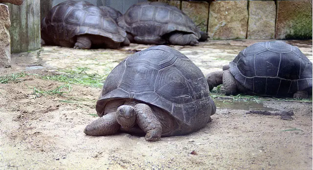 Vor 17 Jahren mussten die Riesen-Schildkröten aus dem hannoverschen Zoo ausziehen.