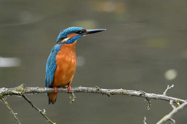 Foto: Copyright Andreas Schäfer