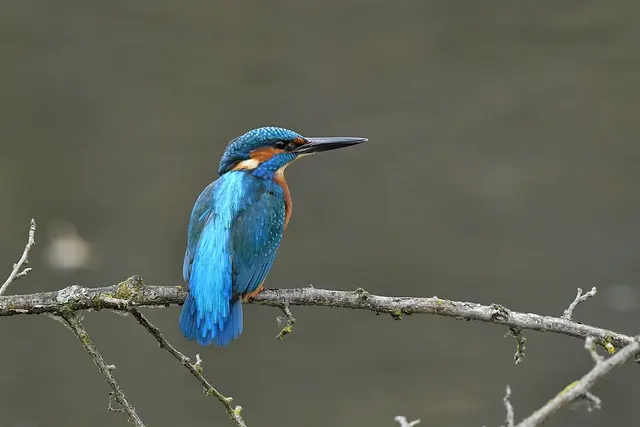 Foto: Copyright Andreas Schäfer