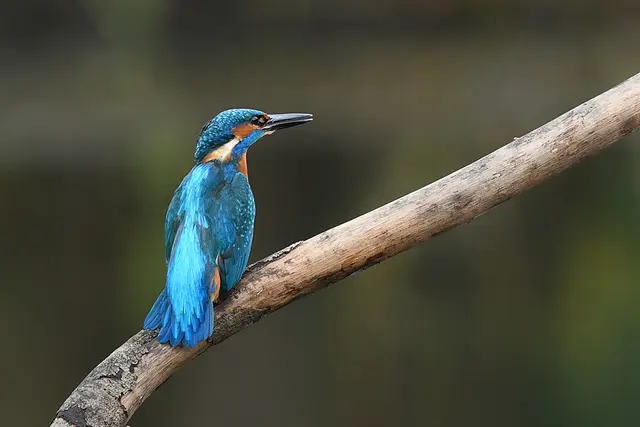 Foto: Copyright Andreas Schäfer