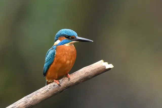 Foto: Copyright Andreas Schäfer