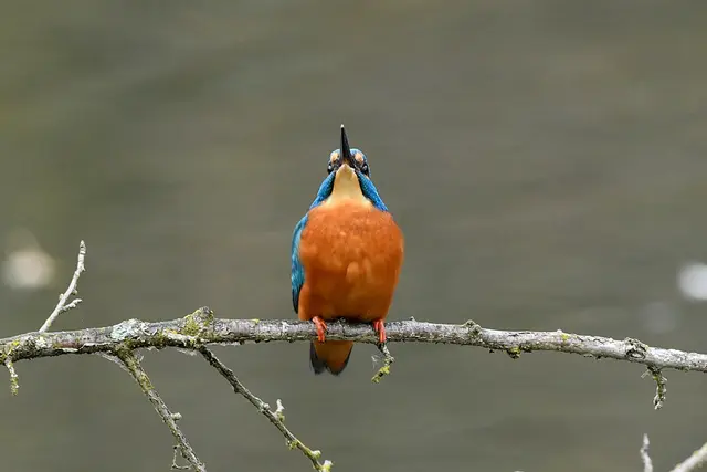 Foto: Copyright Andreas Schäfer