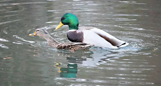 Liebesspiele im Advent