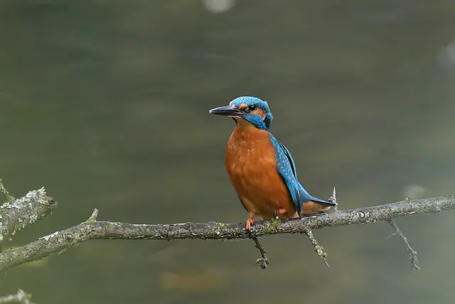 Foto: Copyright Andreas Schäfer