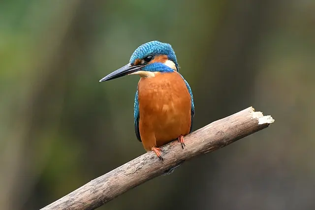 Foto: Copyright Andreas Schäfer