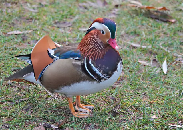 Jeden Tag nur die gleichen Gräser!
