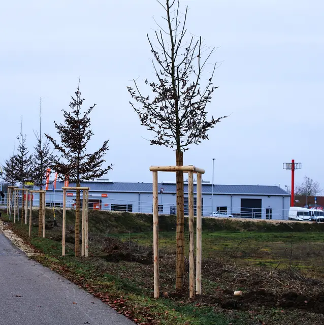 4. Klimahain an der Dillinger Straße | Foto: Heike Siebert