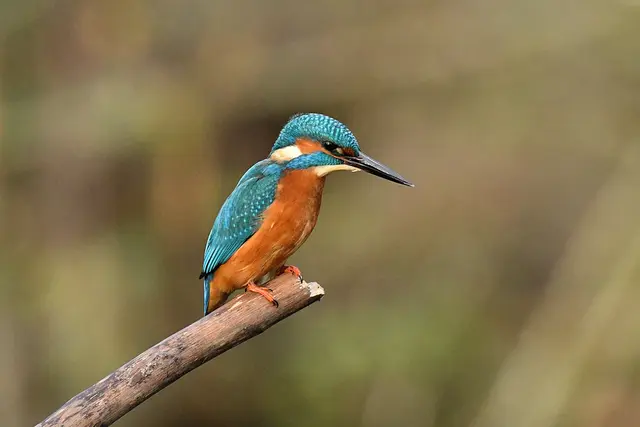 Foto: Copyright Andreas Schäfer