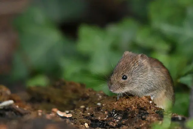 Rötelmaus | Foto: Copyright Andreas Schäfer