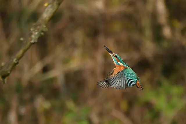 Foto: Copyright Andreas Schäfer