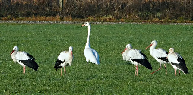 Wer ist der Größte? Der Schwan überragt sogar die Störche!