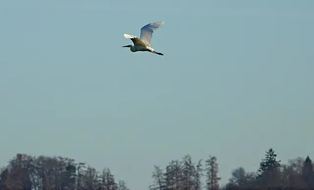 Als Letzter verabschiedet sich der Reiher ...