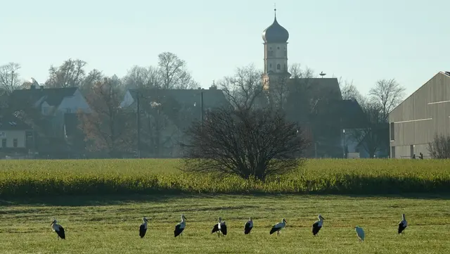 Die Störche sind vermutlich jüngere Tiere, die nur eine Weile hier bleiben. Auf der Alten Pfarrkirche sieht man einen der Diedorfer Störche im Nest.