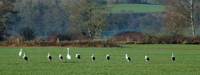 Eine bunte Truppe: links der Reiher, rechts die 9 Störche und dazwischen der Schwan