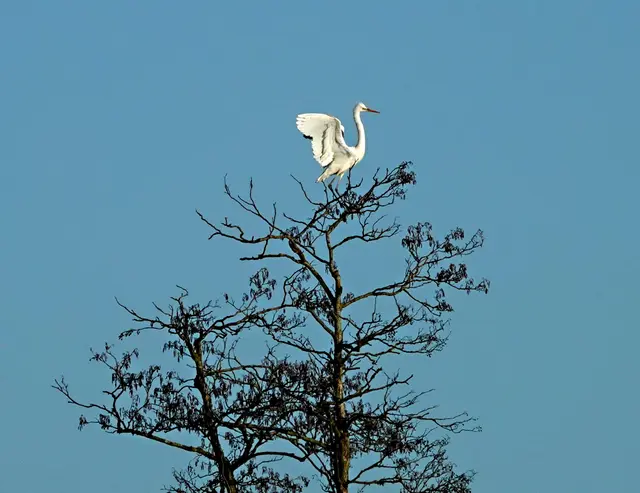 ... und fühlt sich alleine auf dem Baum sicherer.
