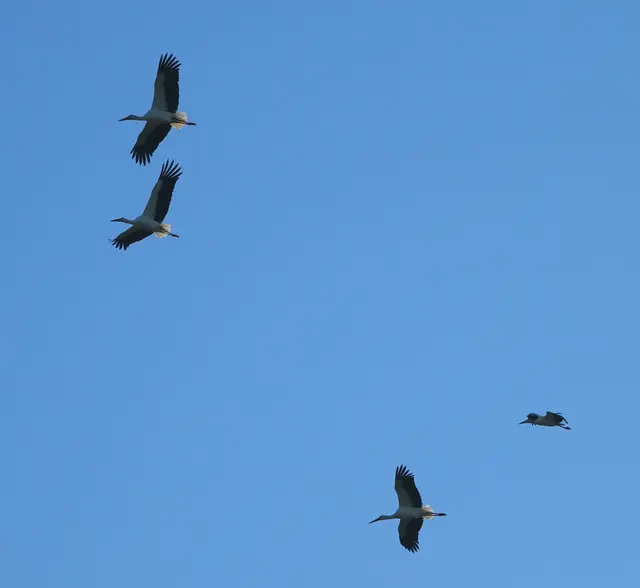 Die warme Luft erzeugt eine gute Thermik für Genußflüge