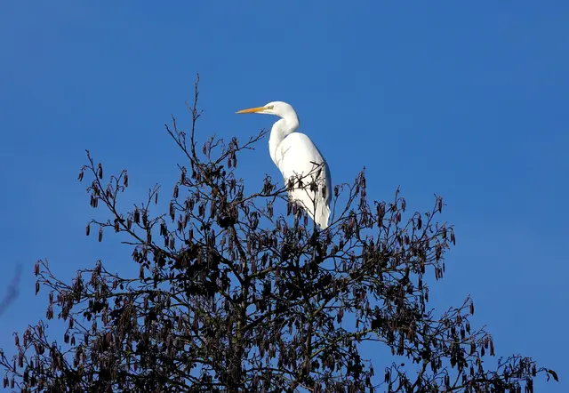 Der Reiher unter dem jetzt azurblauen Postkartenhimmel