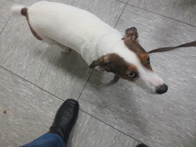 Der Hund war kaum zu hören ,richtig lieb.