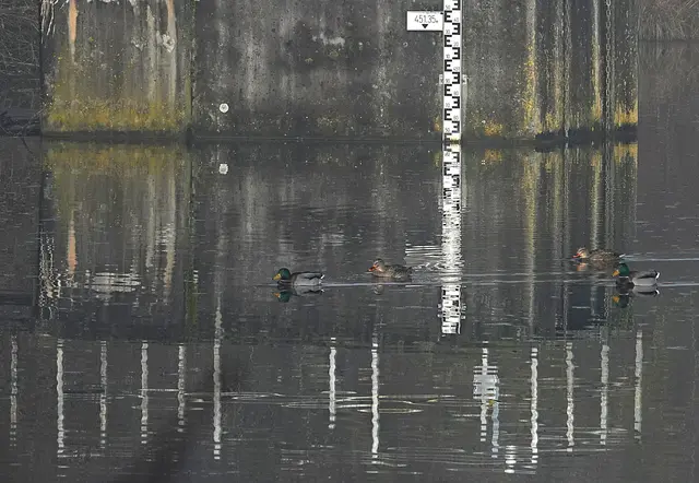 Stockenten am oberen See