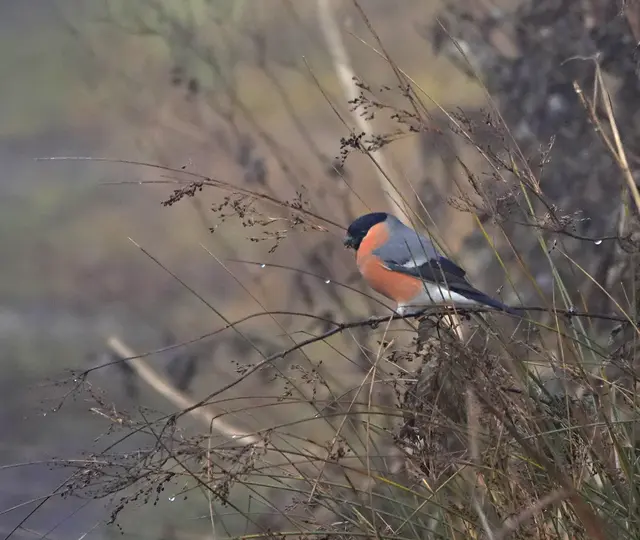 Selten gewordener Dompfaff