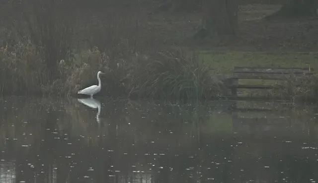 Ein Reiher am jenseitigen Ufer