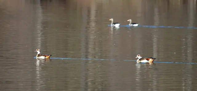 Nil- und Graugänse ziehen blaue Spuren übers Wasser
