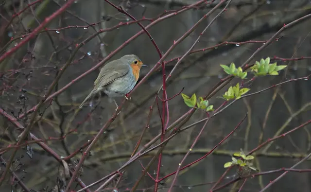 Und ein Rotkehlchen im Gebüsch